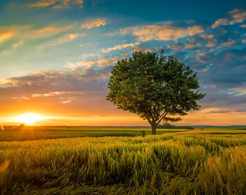 image-nature-sun.webp