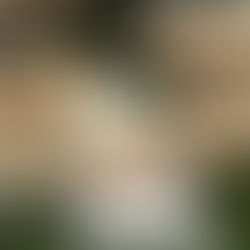 Introducing Ellicottville Events!