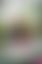 Rochester Engagements: Highland Park Conservatory