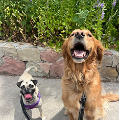Jojo and Stella loving their walking.
