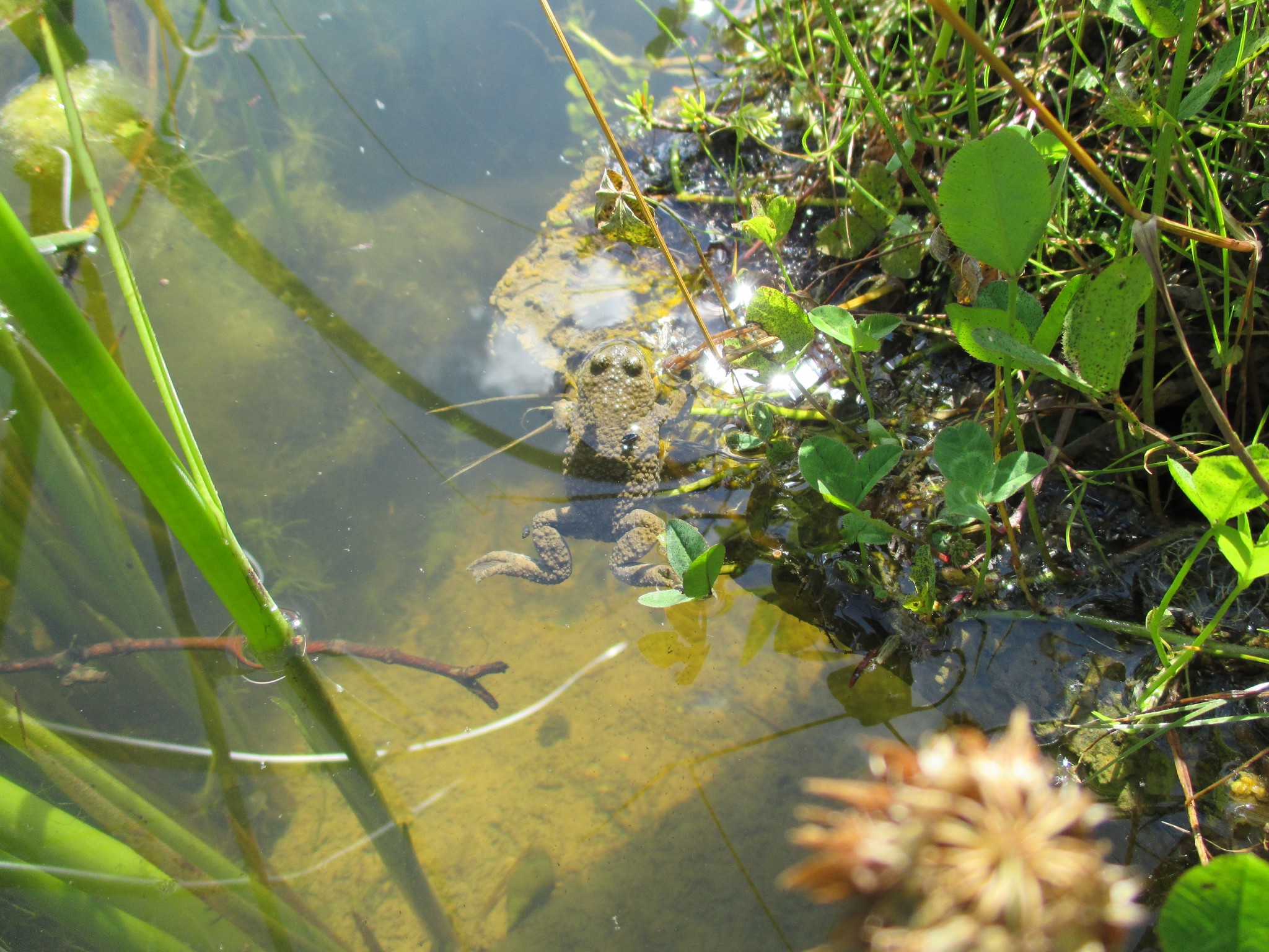 Unke beim Sonnenbad