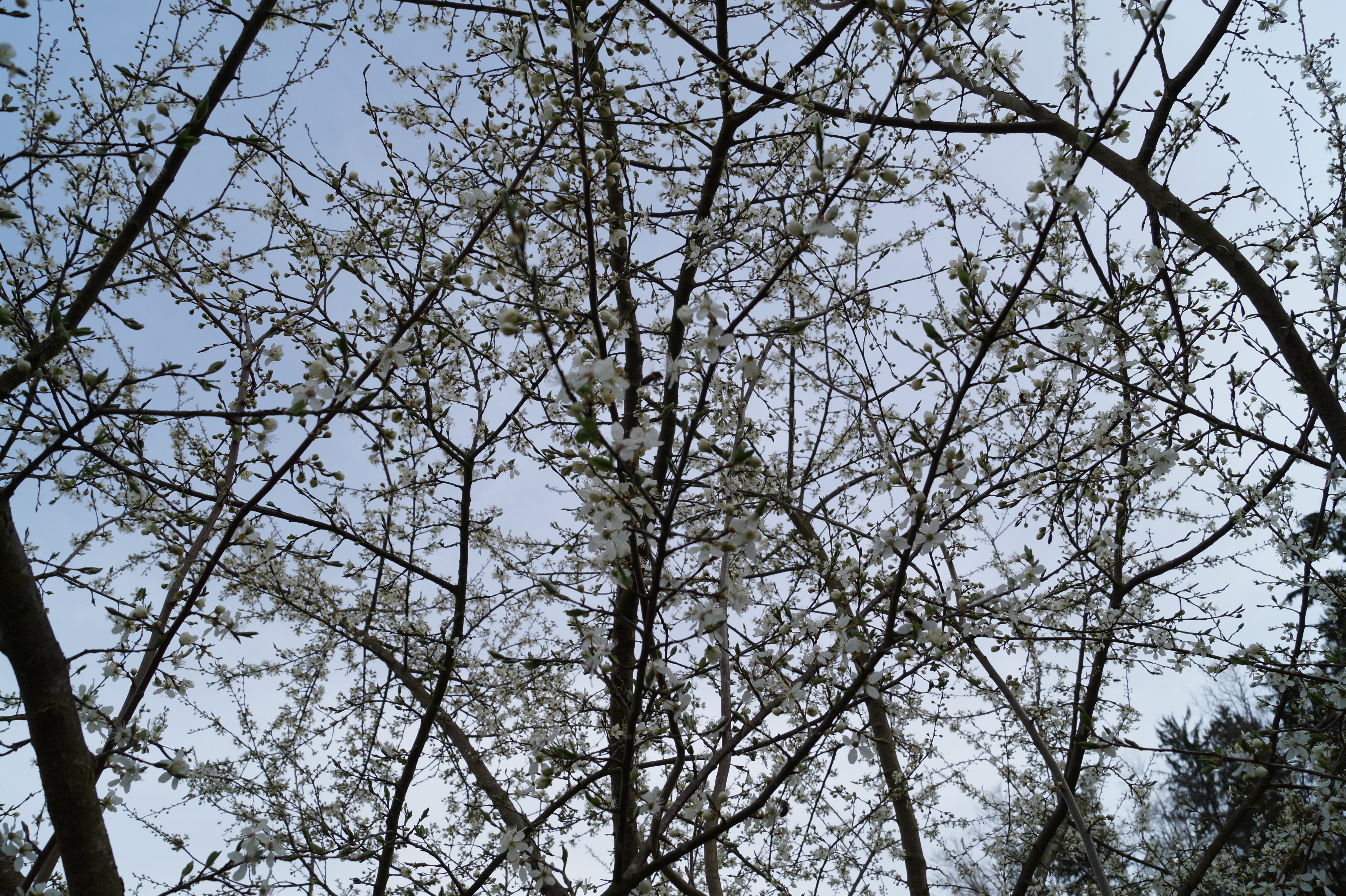Obstbäumein der Blüte