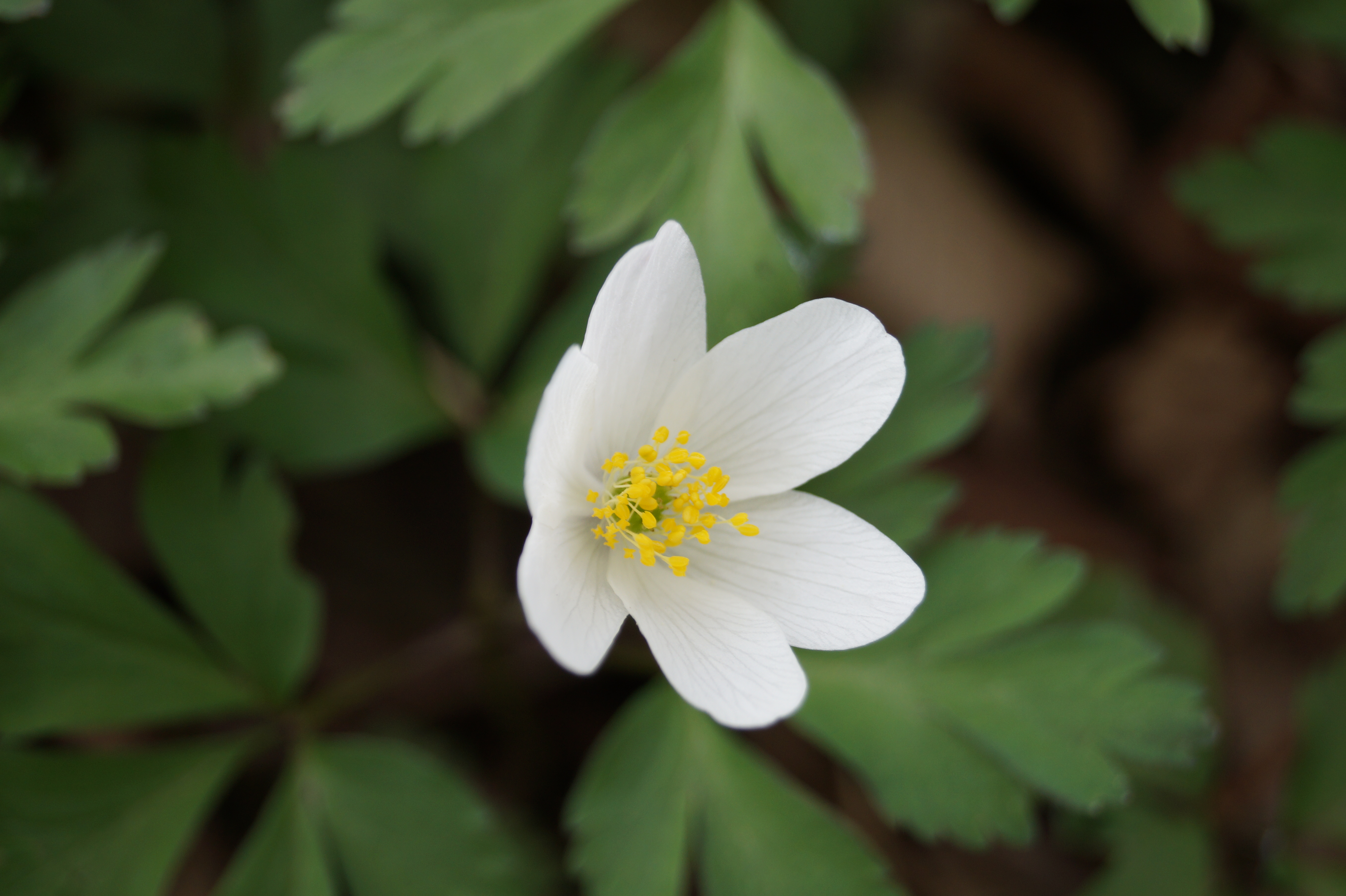 kuckucksblume