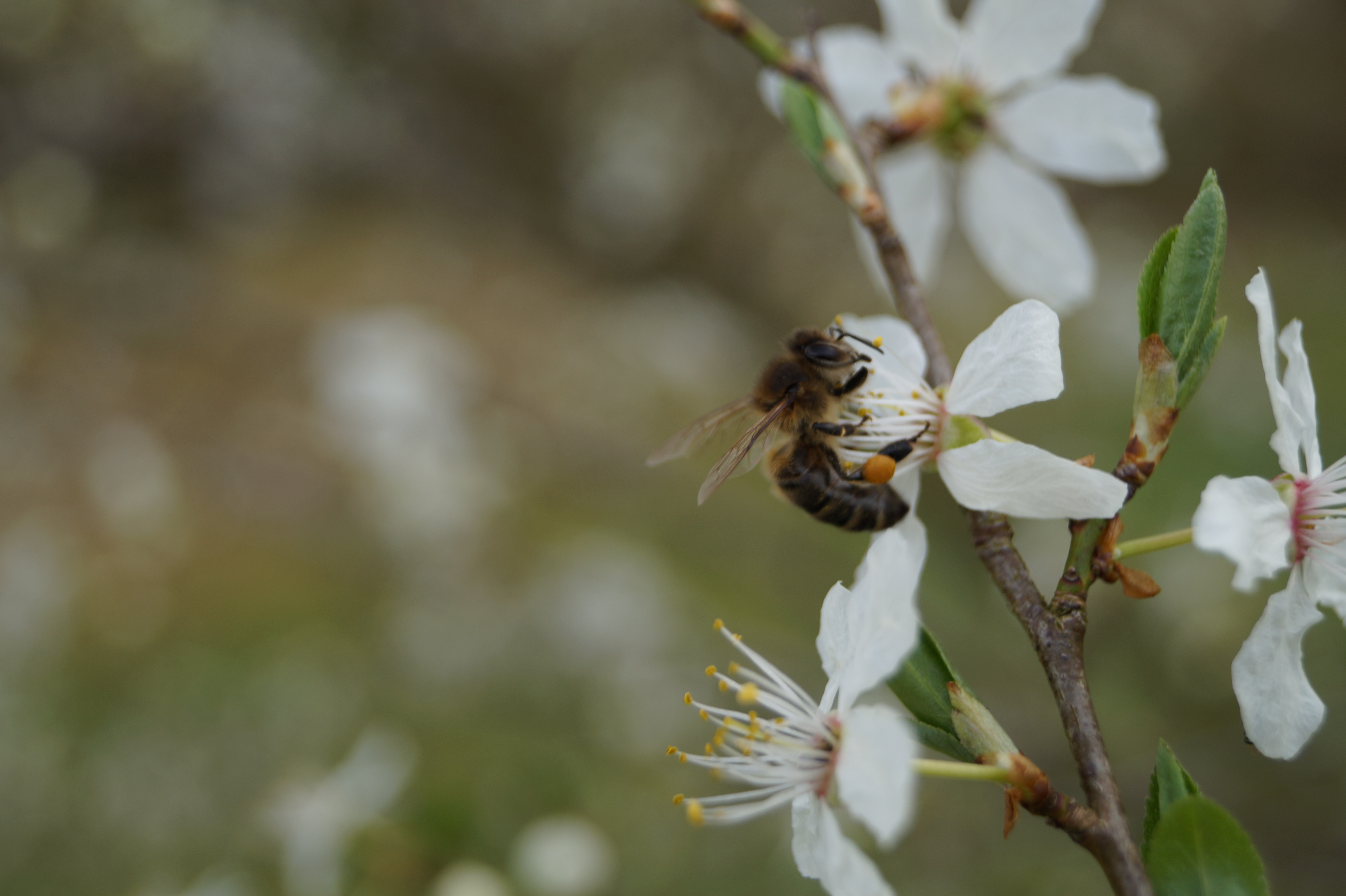Biene_auf_Blüte