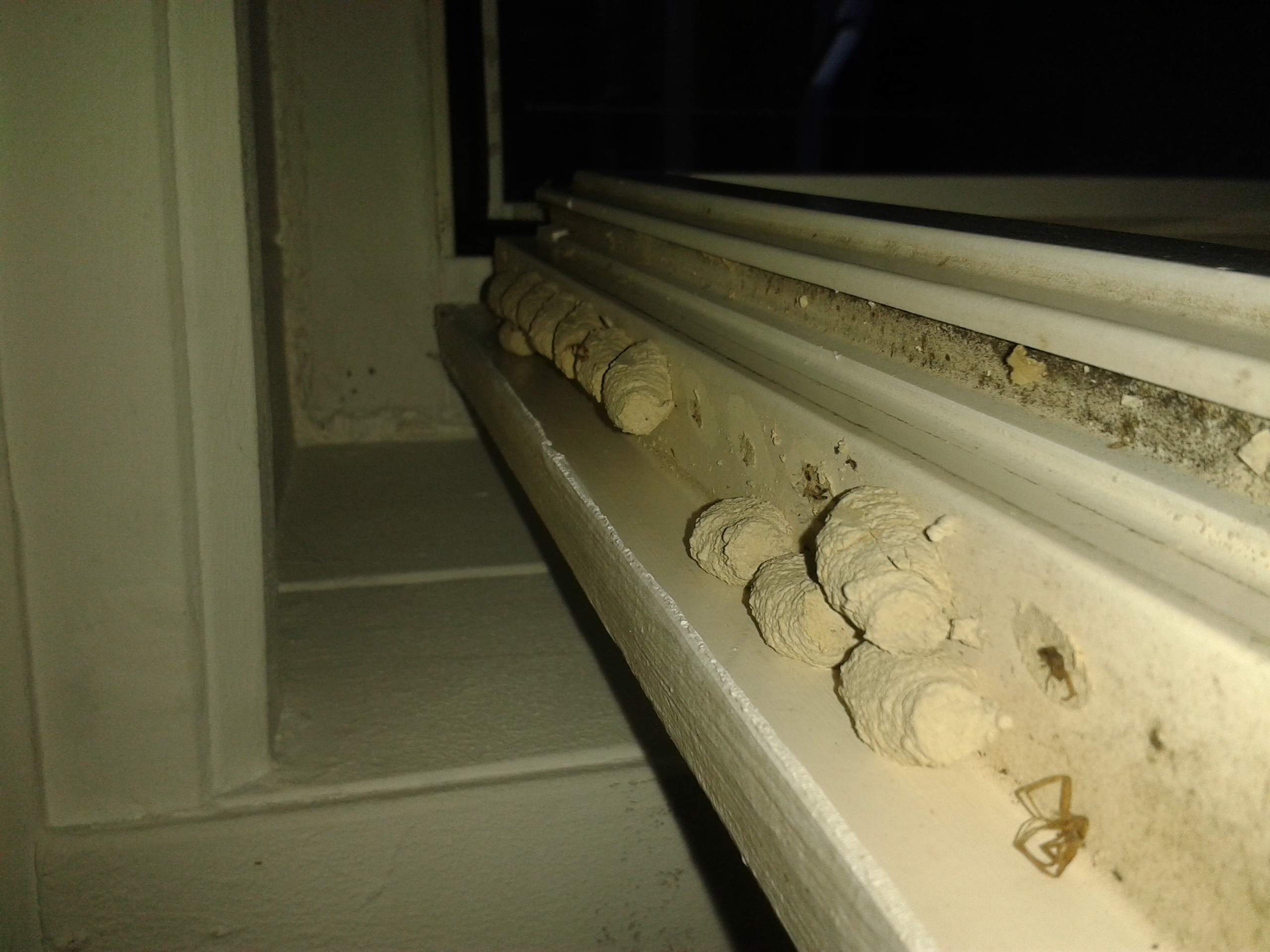 Nester einer Wildbiene an Fenster