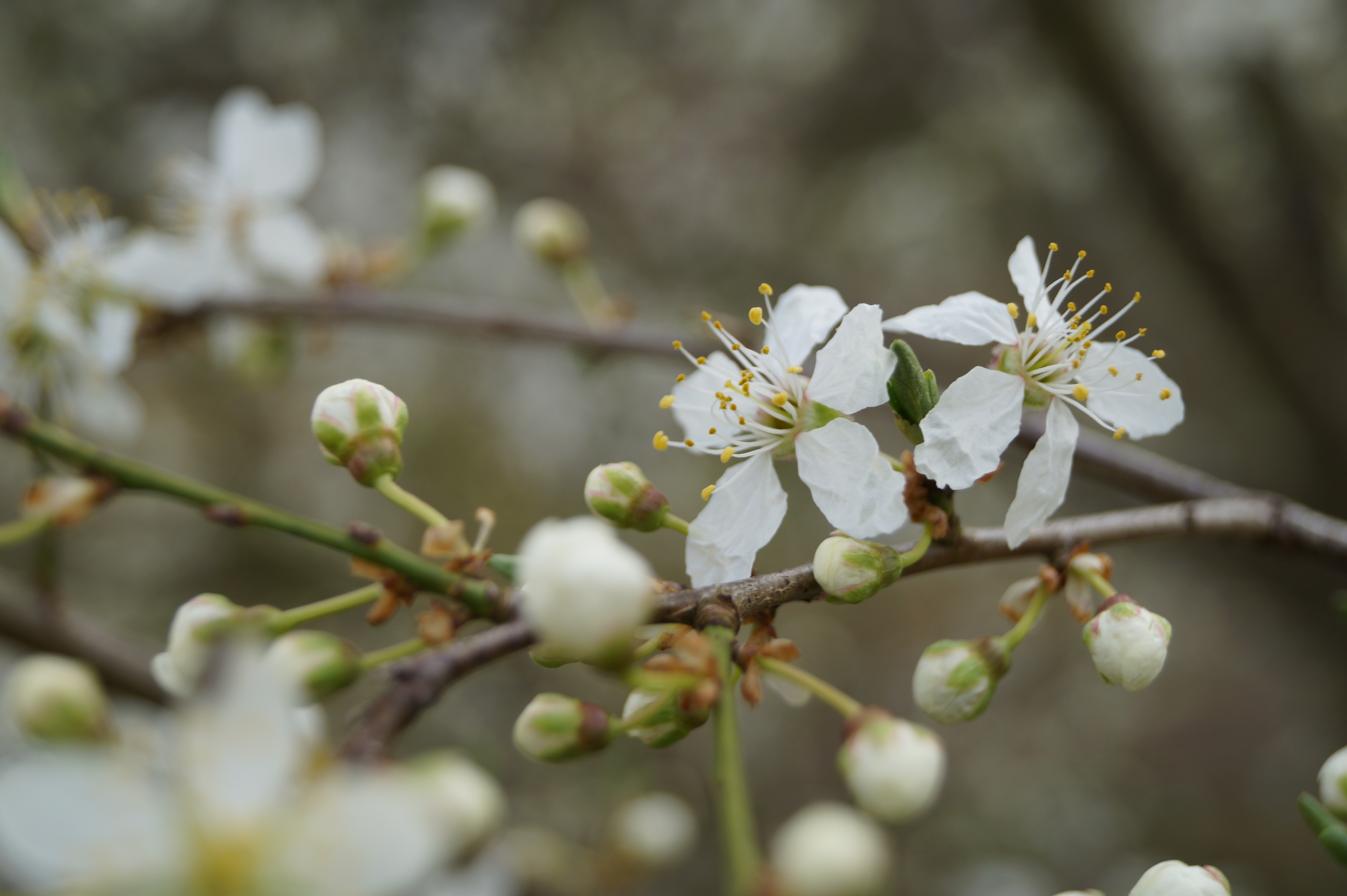 Obstblüten_6