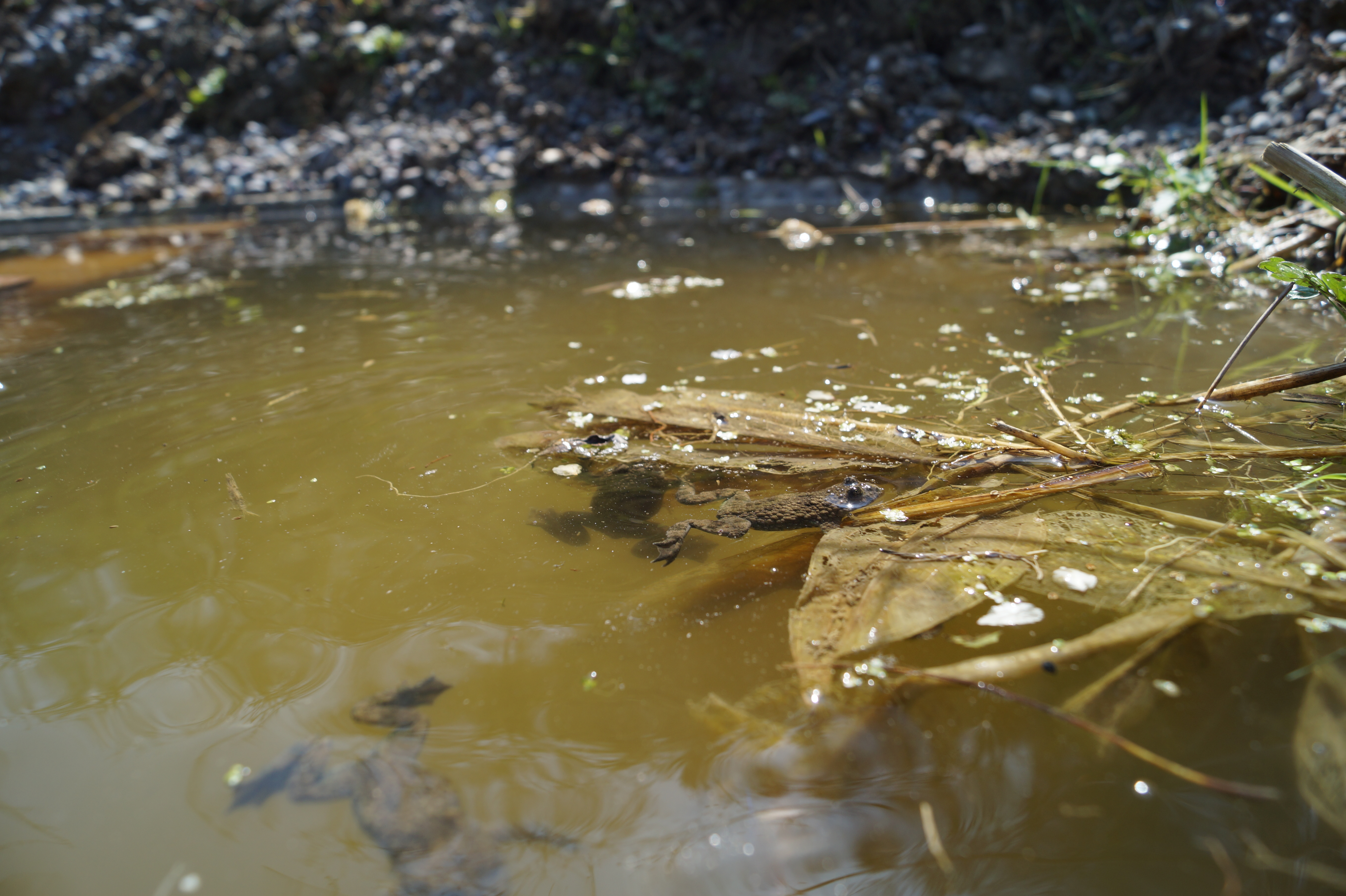 schwimmende Unken