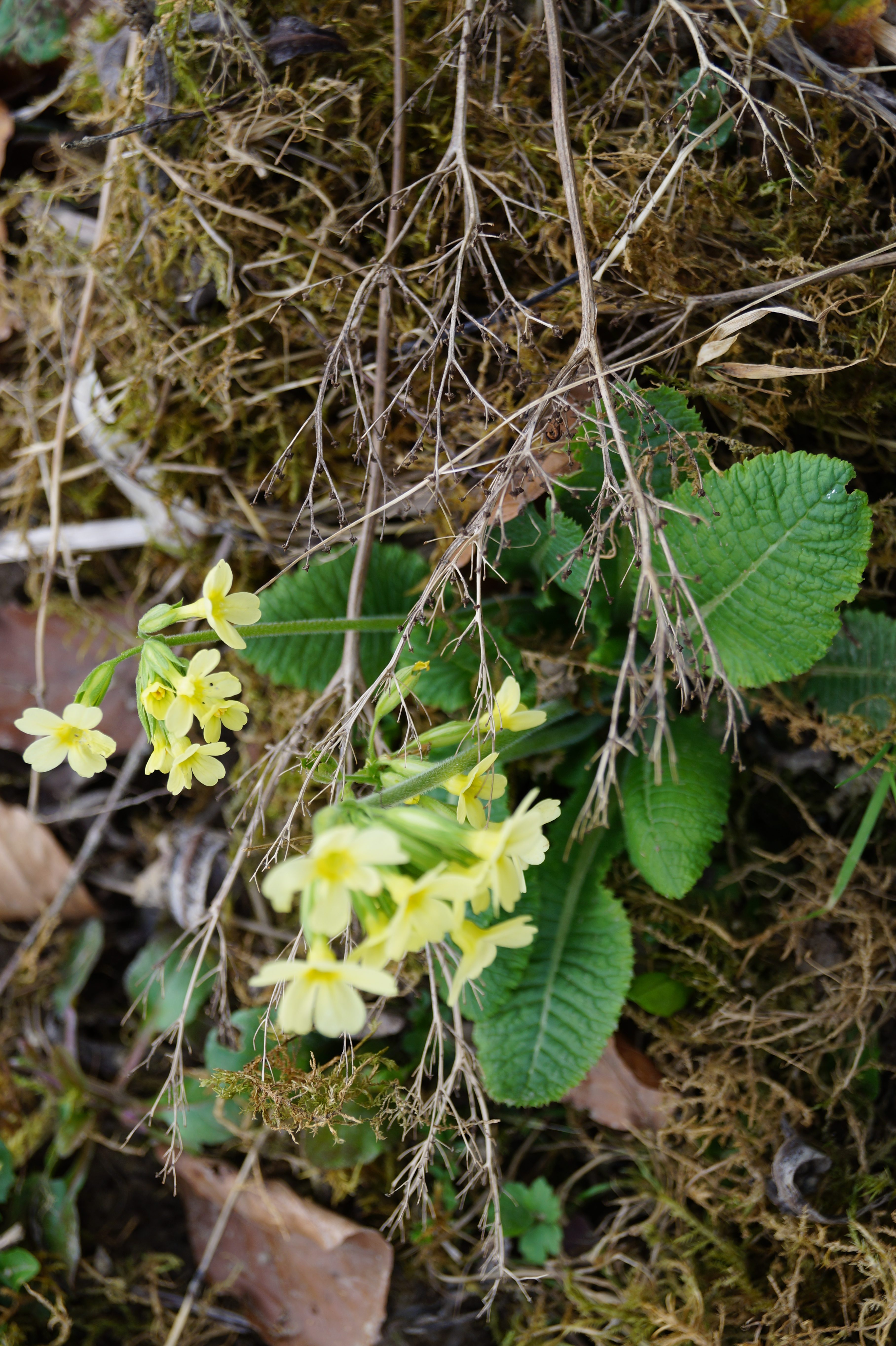 Schlüsselblümchen