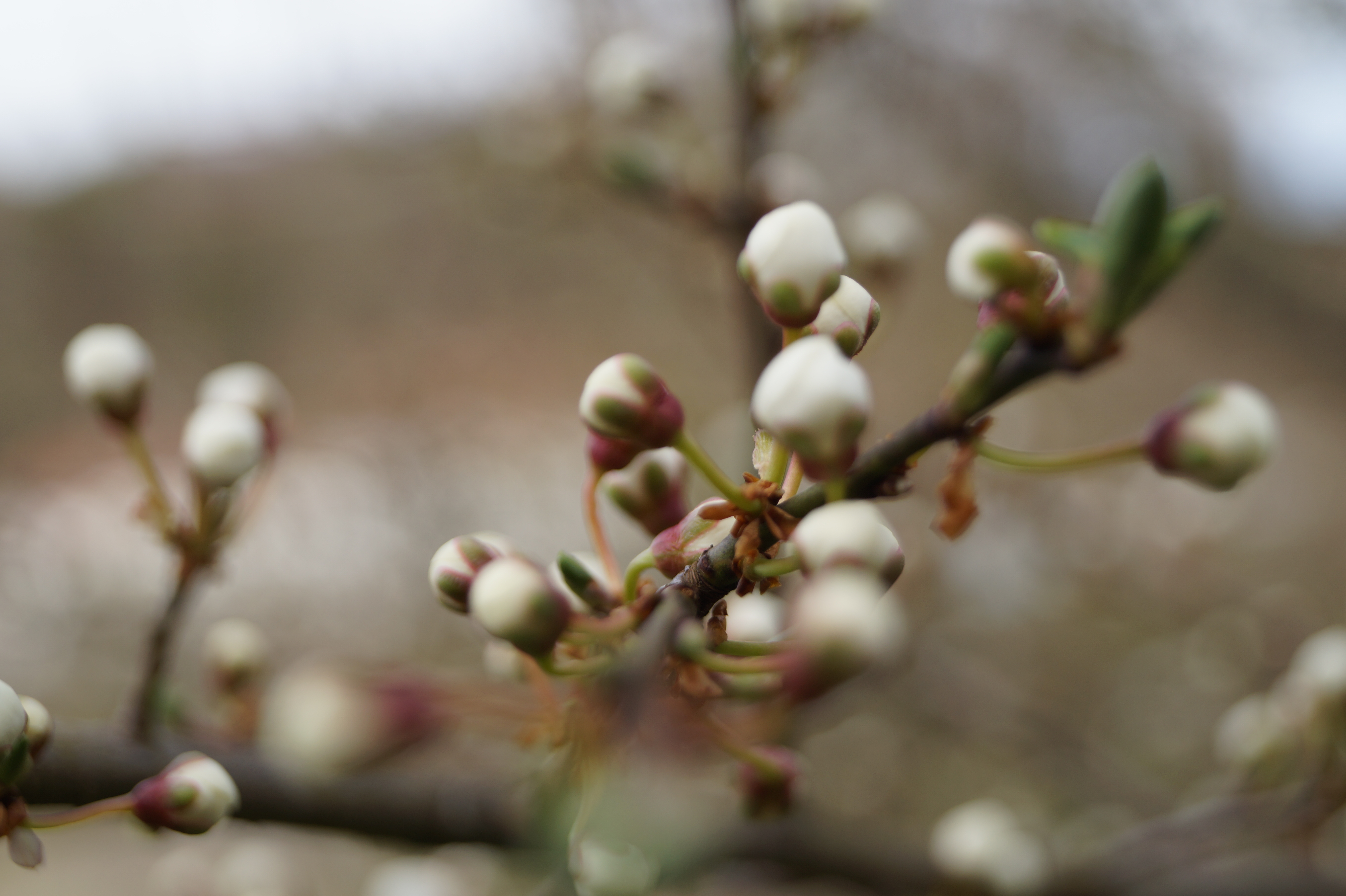 Obstblüten_3