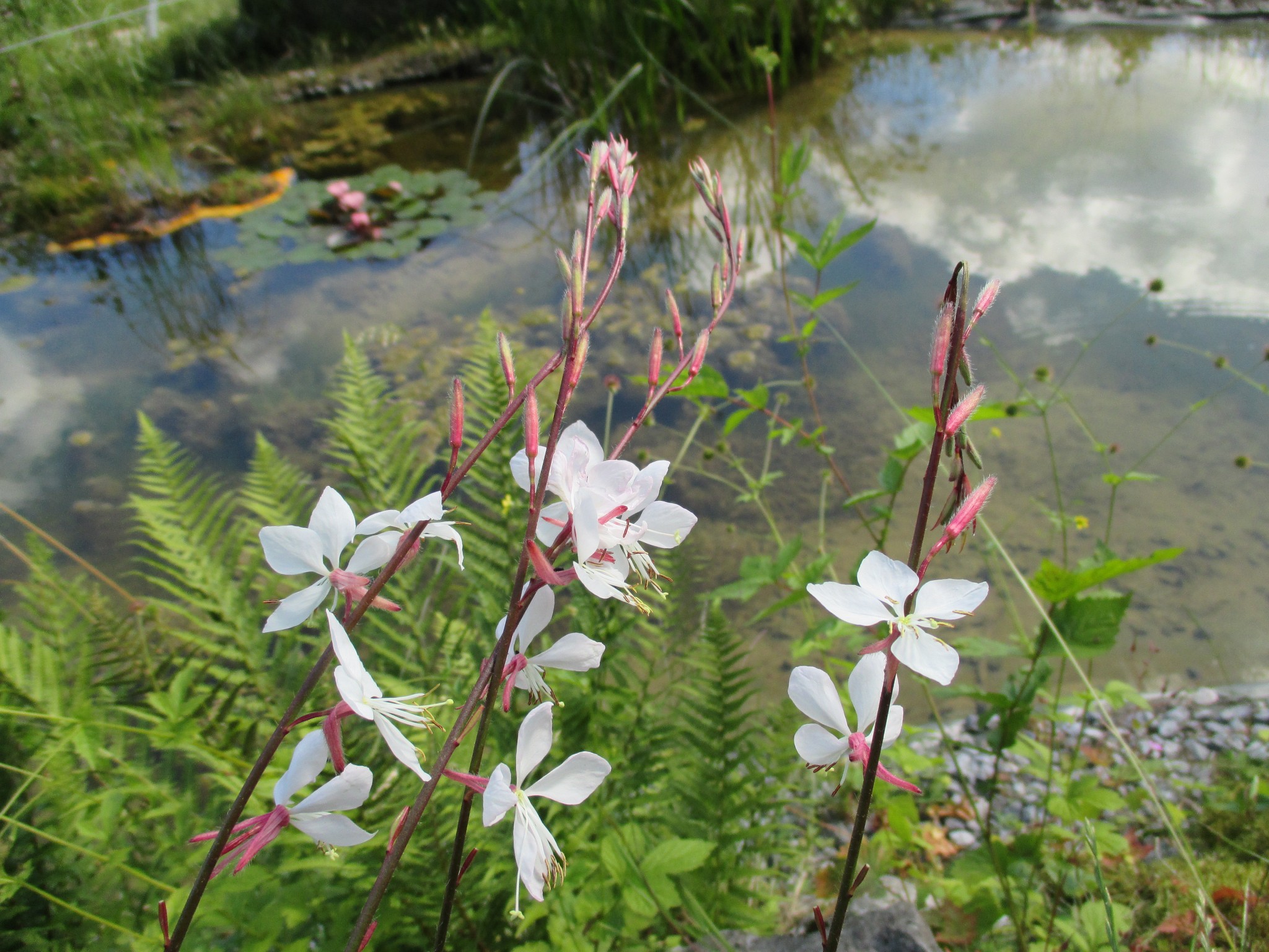 Blumen am Teich