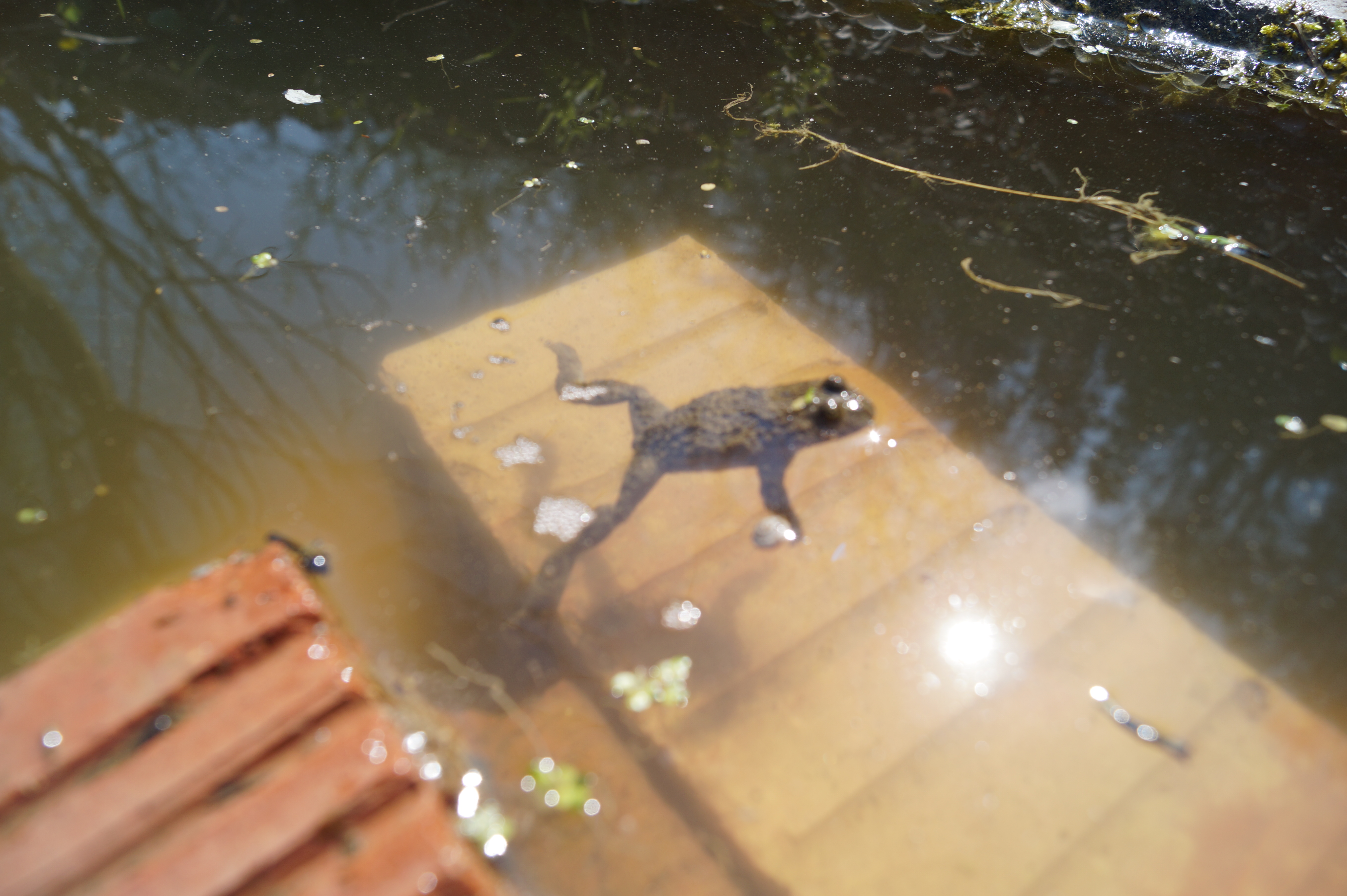 Unke im Wasser