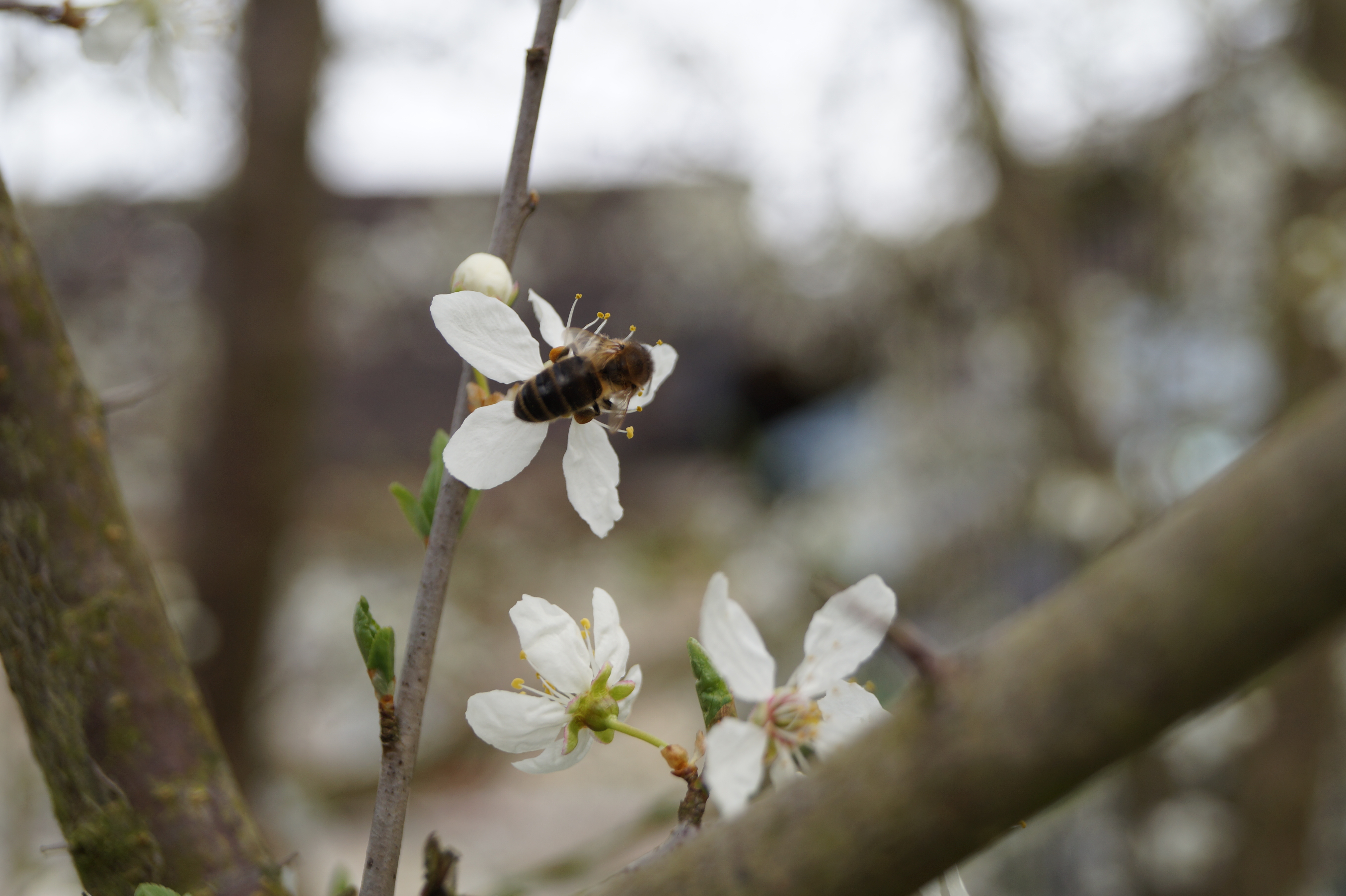 Besuch_einer_Blüte_von_einer_Honigbiene