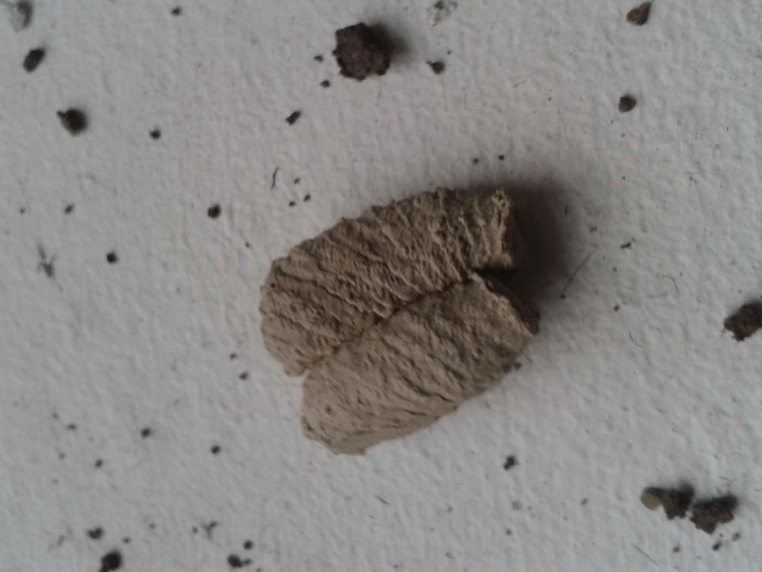Wildbienennester aus Lehm uns Sand