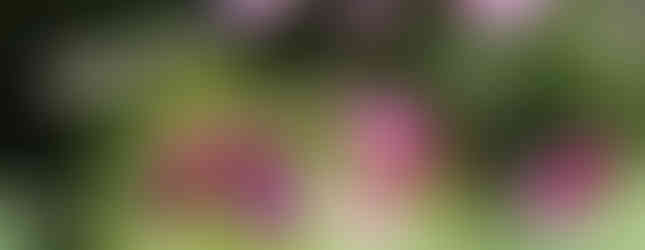 Rosenblattschneiderbiene