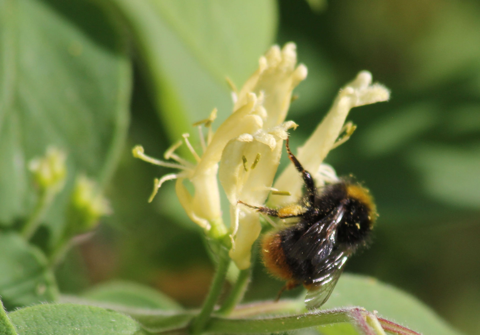 Wiesenhummel