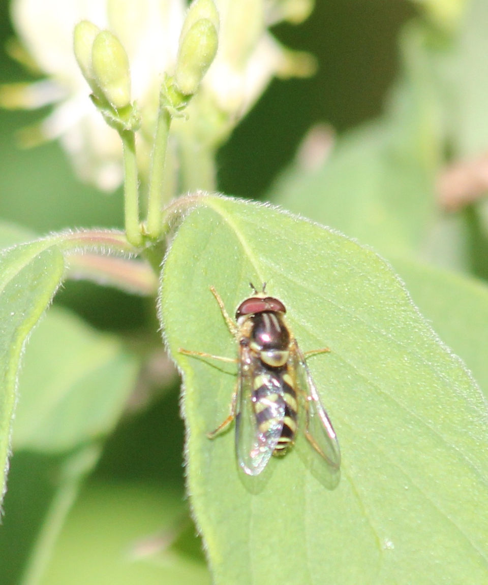 Gestreifte Waldschneisenschwebfliege