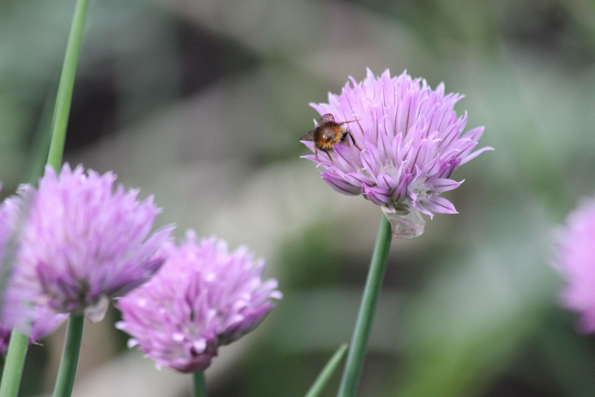 Wiesenhummel