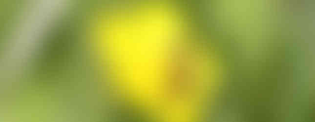 Rotbeinige Furchenbiene