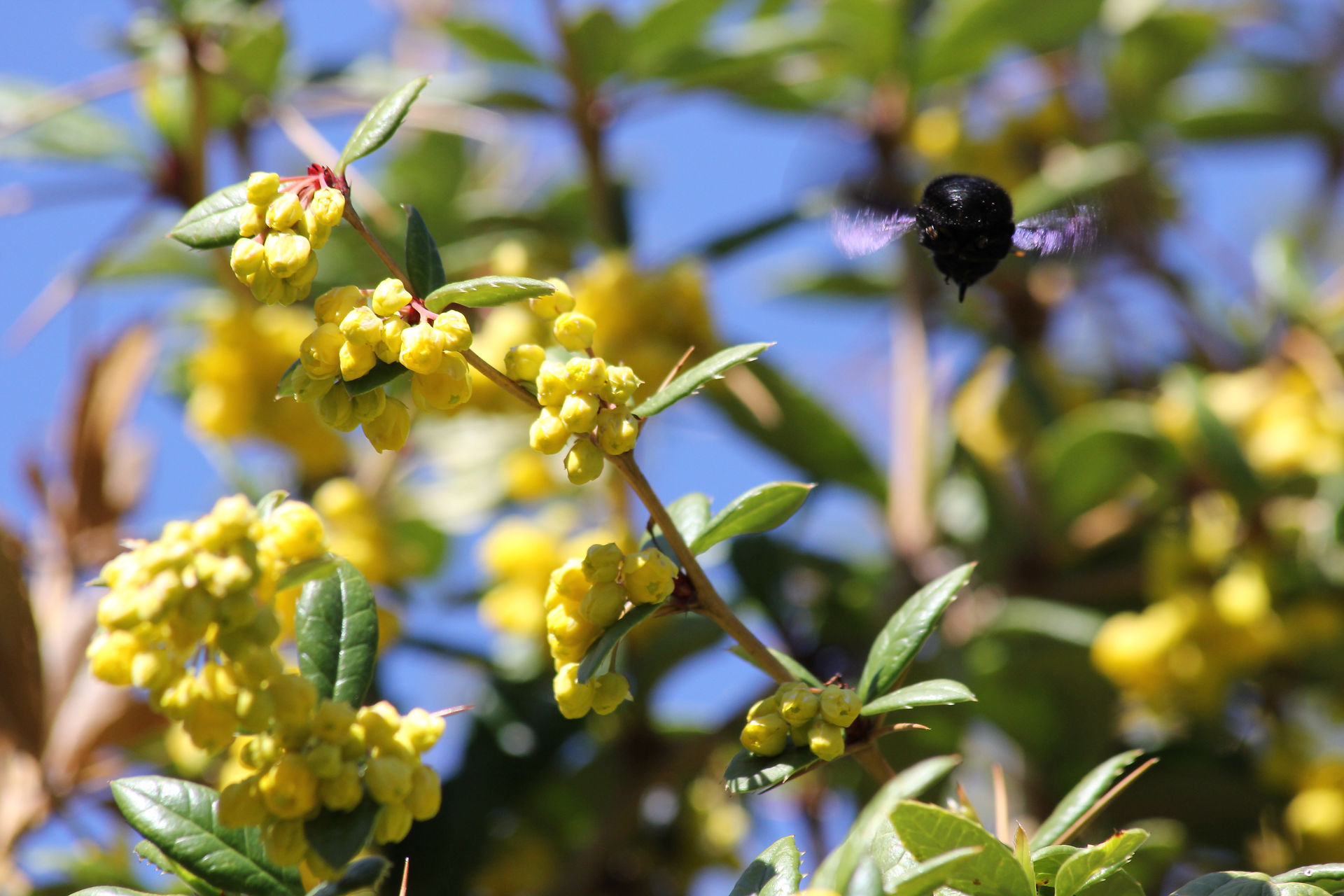 Blauschwarze Holzbiene
