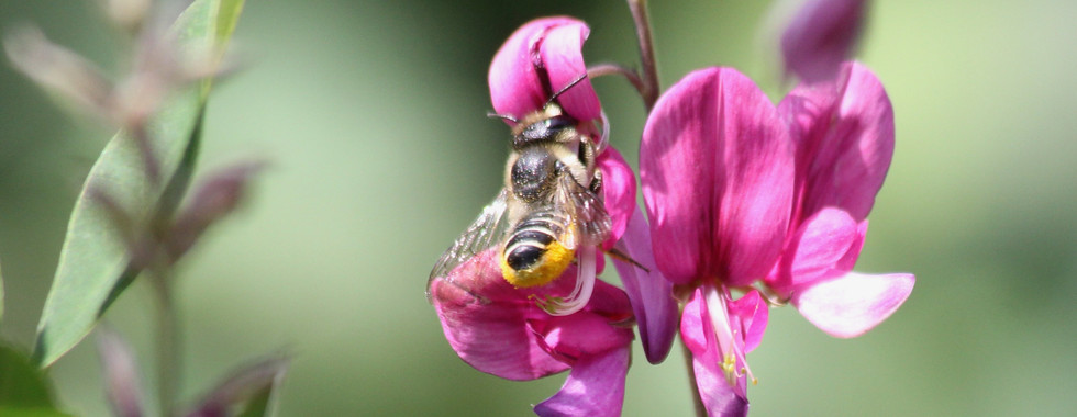 Rosenblattschneiderbiene