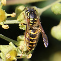 Vespula Flavopilosa mit Efeu