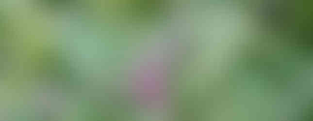 Kurzschwänziger Bläuling