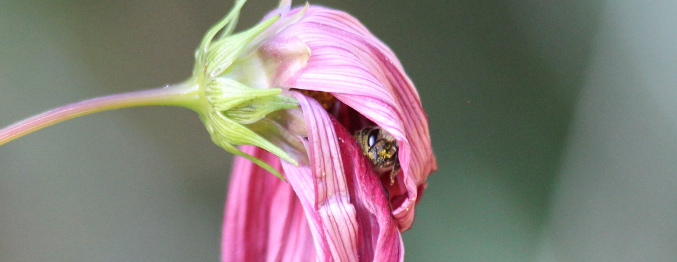 Rosenblattschneiderbiene