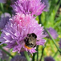 Steinhummel mit Schnittlauch