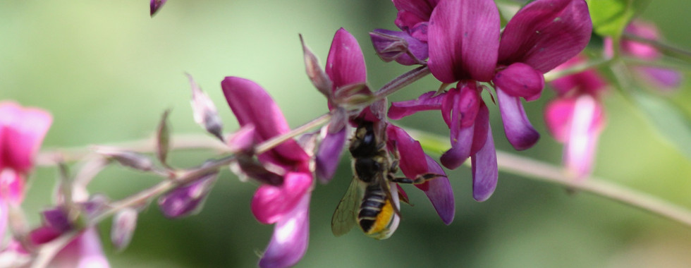 Rosenblattschneiderbiene