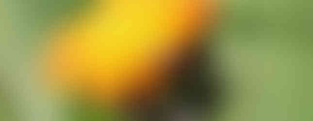 Grünlicher Scheinbockkäfer und Honigbiene