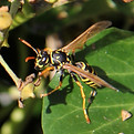 Feldwespe