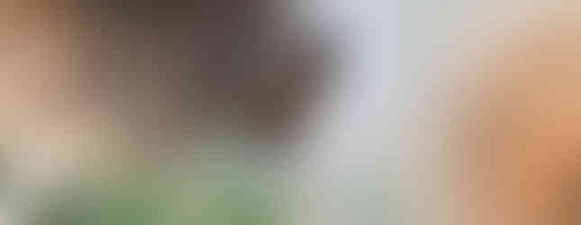 Scheinbienen-Keilfleckschwebfliege