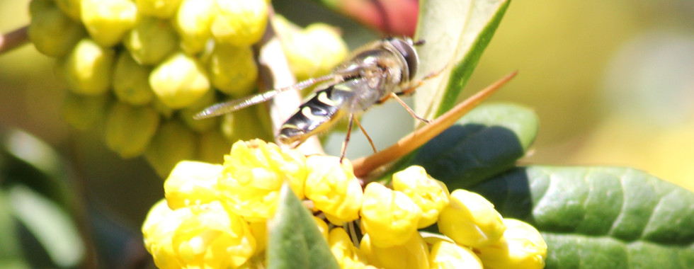 Späte Grossstirnschwebfliege