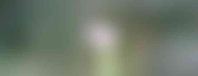 Kurzschwänziger Bläuling