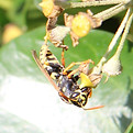 Feldwespe