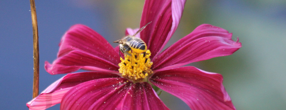 Rosenblattschneiderbiene