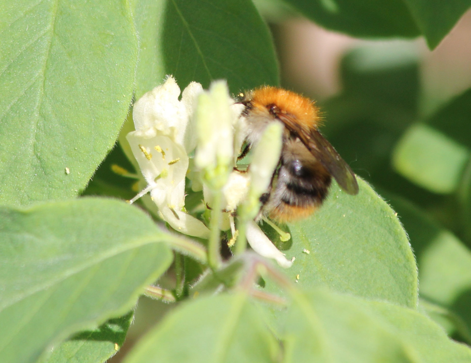 Ackerhummel