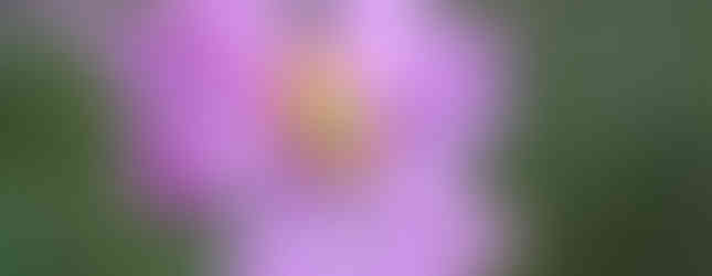 Veränderliche Krabbenspinne