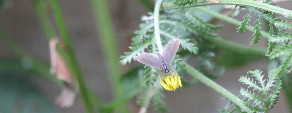 Kurzschwänziger Bläuling