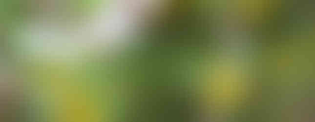 Gehörnte Mauerbiene