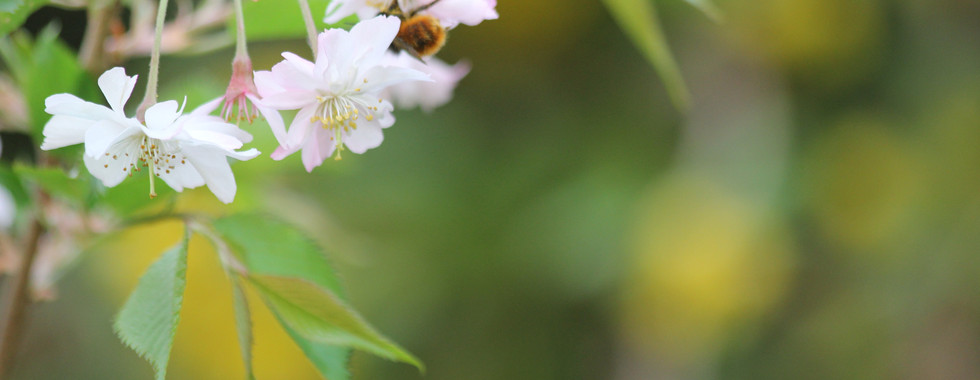 Gehörnte Mauerbiene