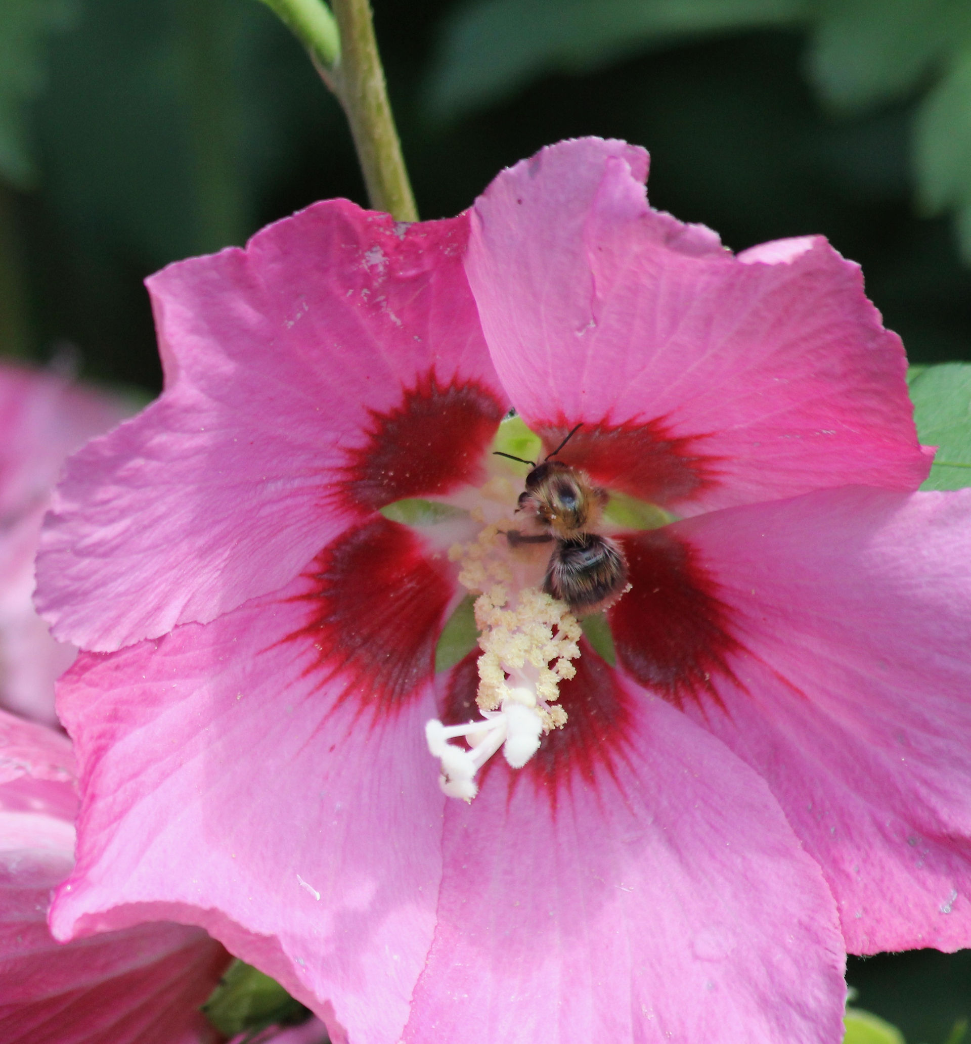 Ackerhummel