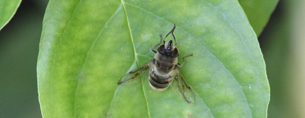 Scheinbienen-Keilfleckschwebfliege