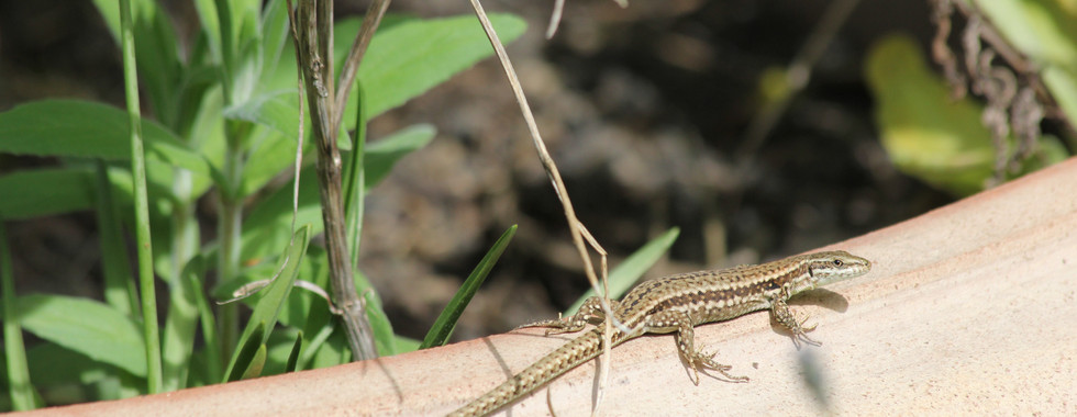 Mauereidechse