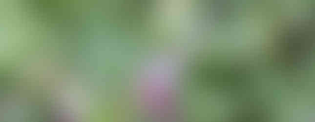 Kurzschwänziger Bläuling