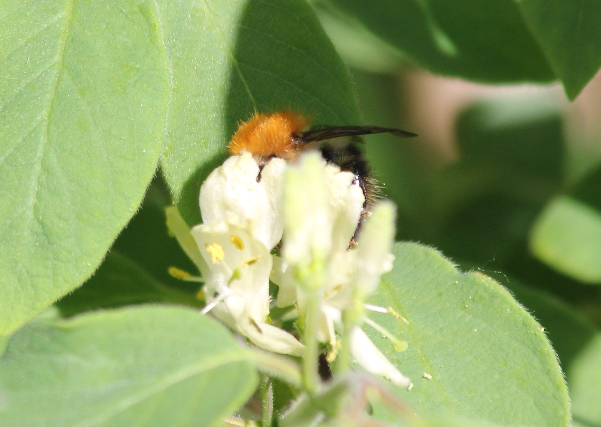 Ackerhummel