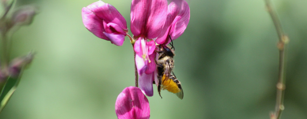 Rosenblattschneiderbiene