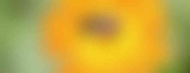 Rotbeinige Furchenbiene