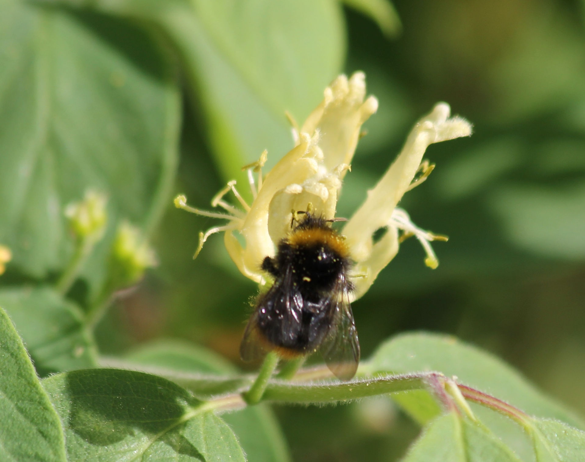 Wiesenhummel