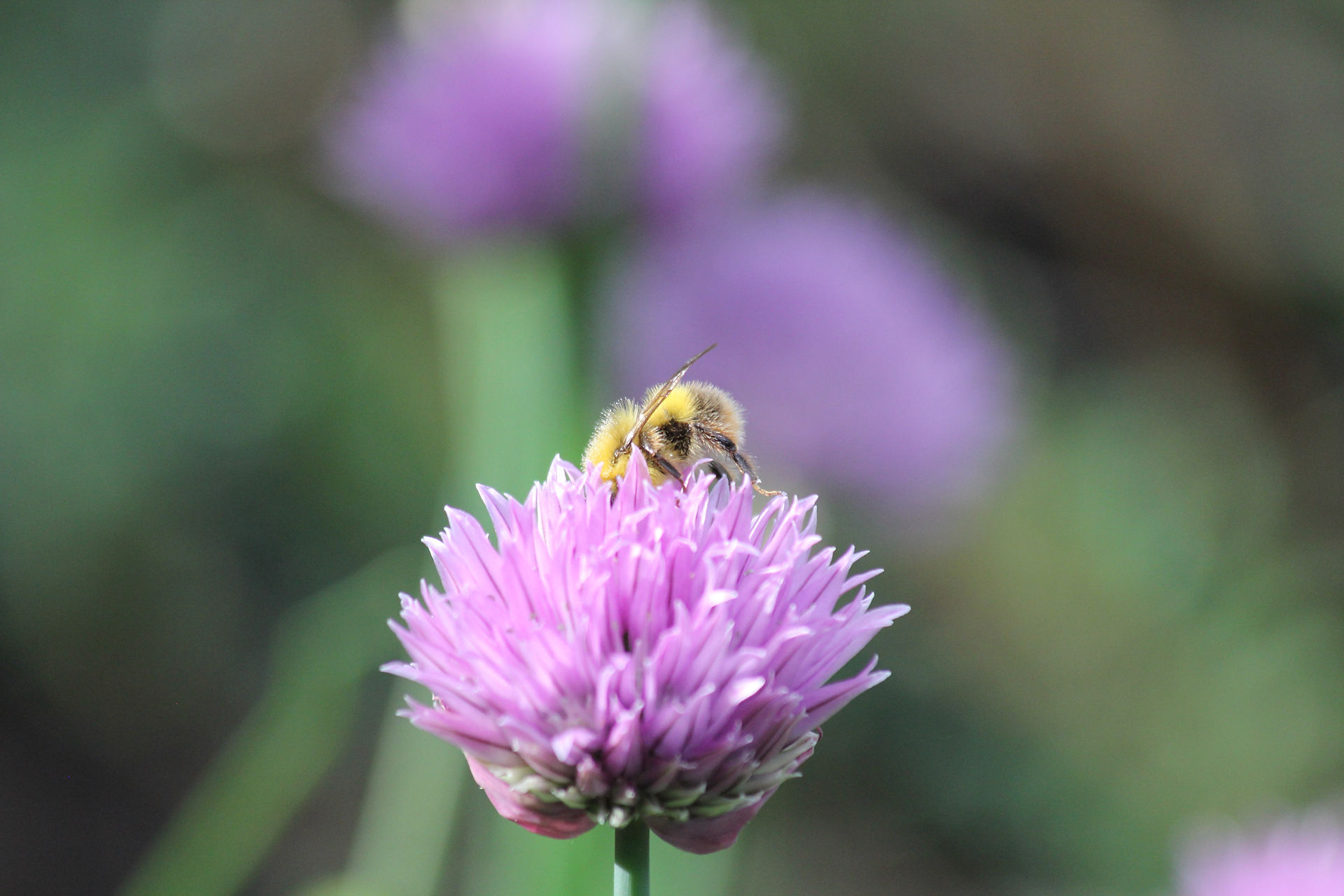 Wiesenhummel
